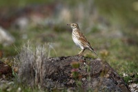 Linduska velka - Anthus australis - Australian Pipit o9310